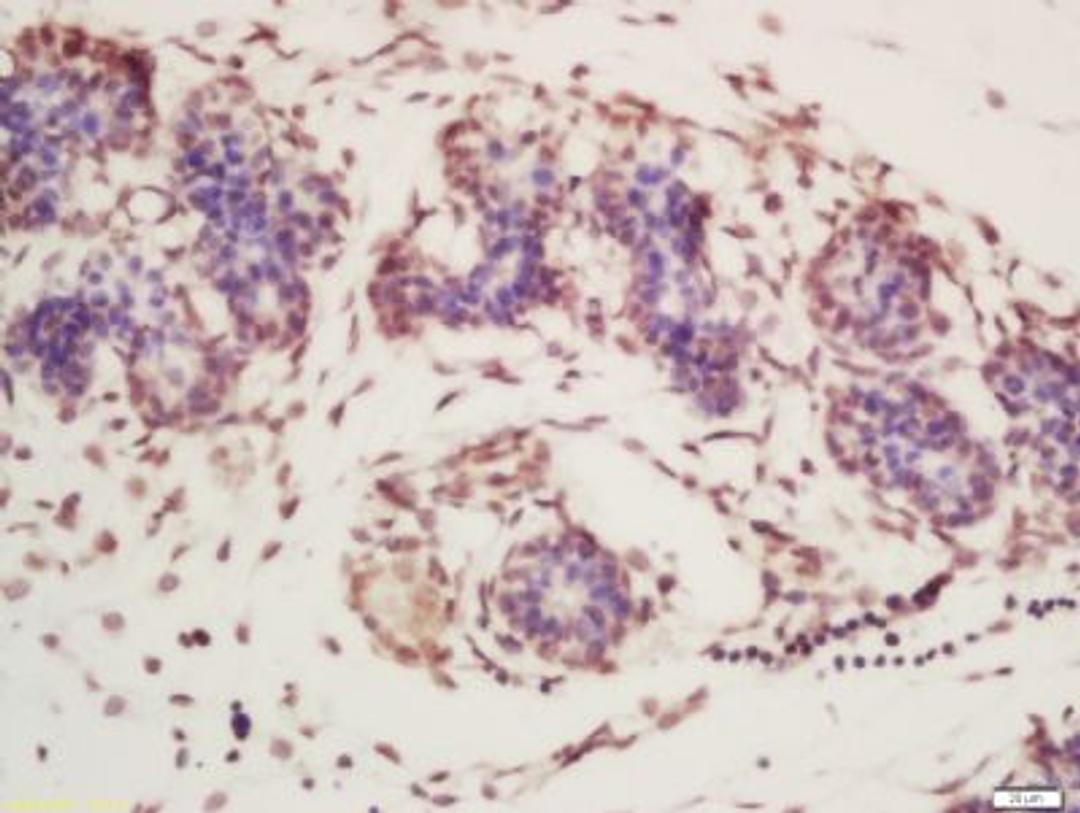 Immunohistochemical staining of mouse embryo tissue using NHLRC2 antibody.