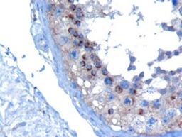 46-580 (10ug/ml) staining of paraffin embedded Human Testis. Microwaved antigen retrieval with Tris/EDTA buffer pH9, HRP-staining.