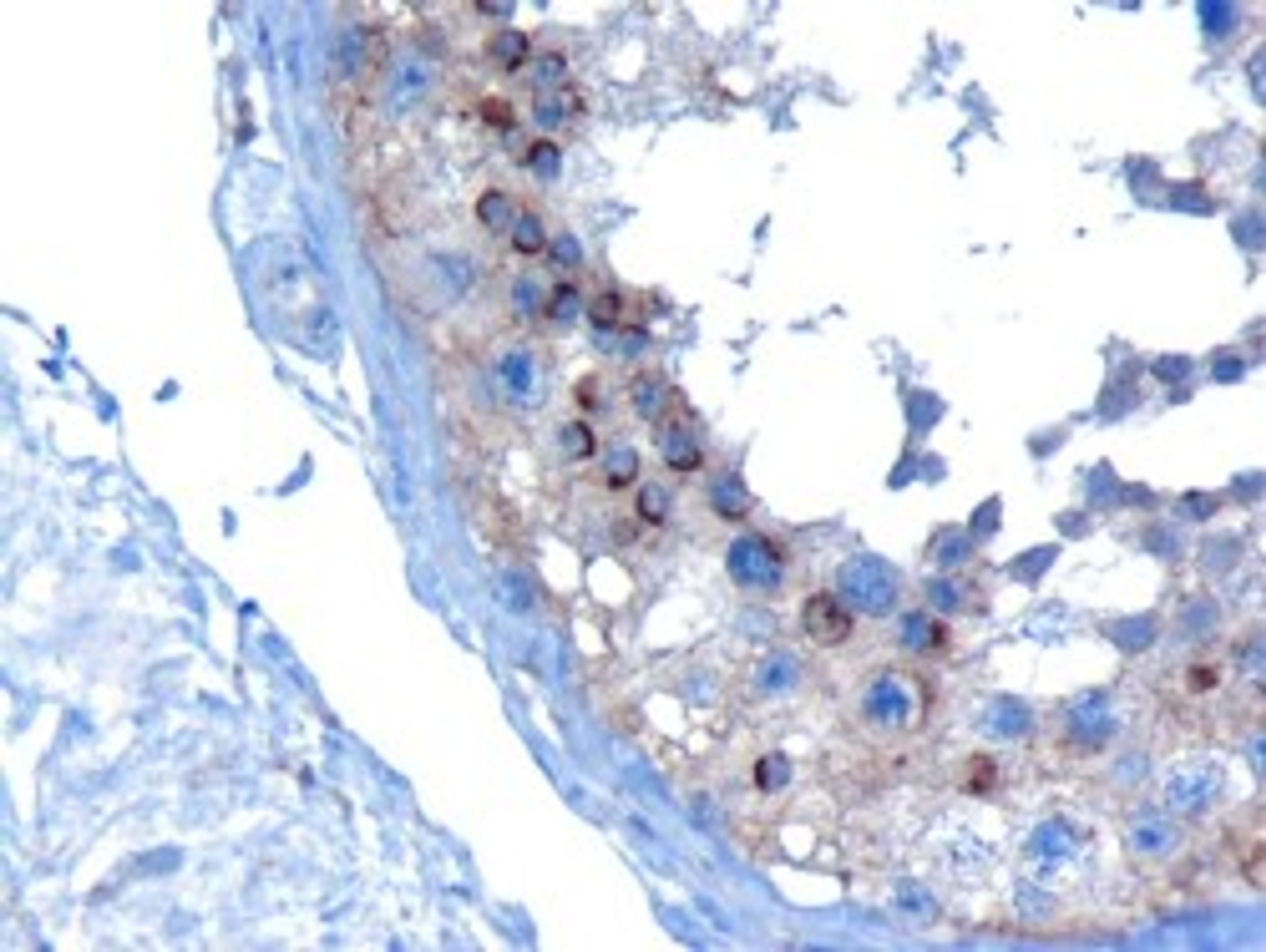 46-580 (10ug/ml) staining of paraffin embedded Human Testis. Microwaved antigen retrieval with Tris/EDTA buffer pH9, HRP-staining.