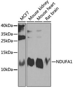 Western blot - NDUFA1 antibody (A8326)