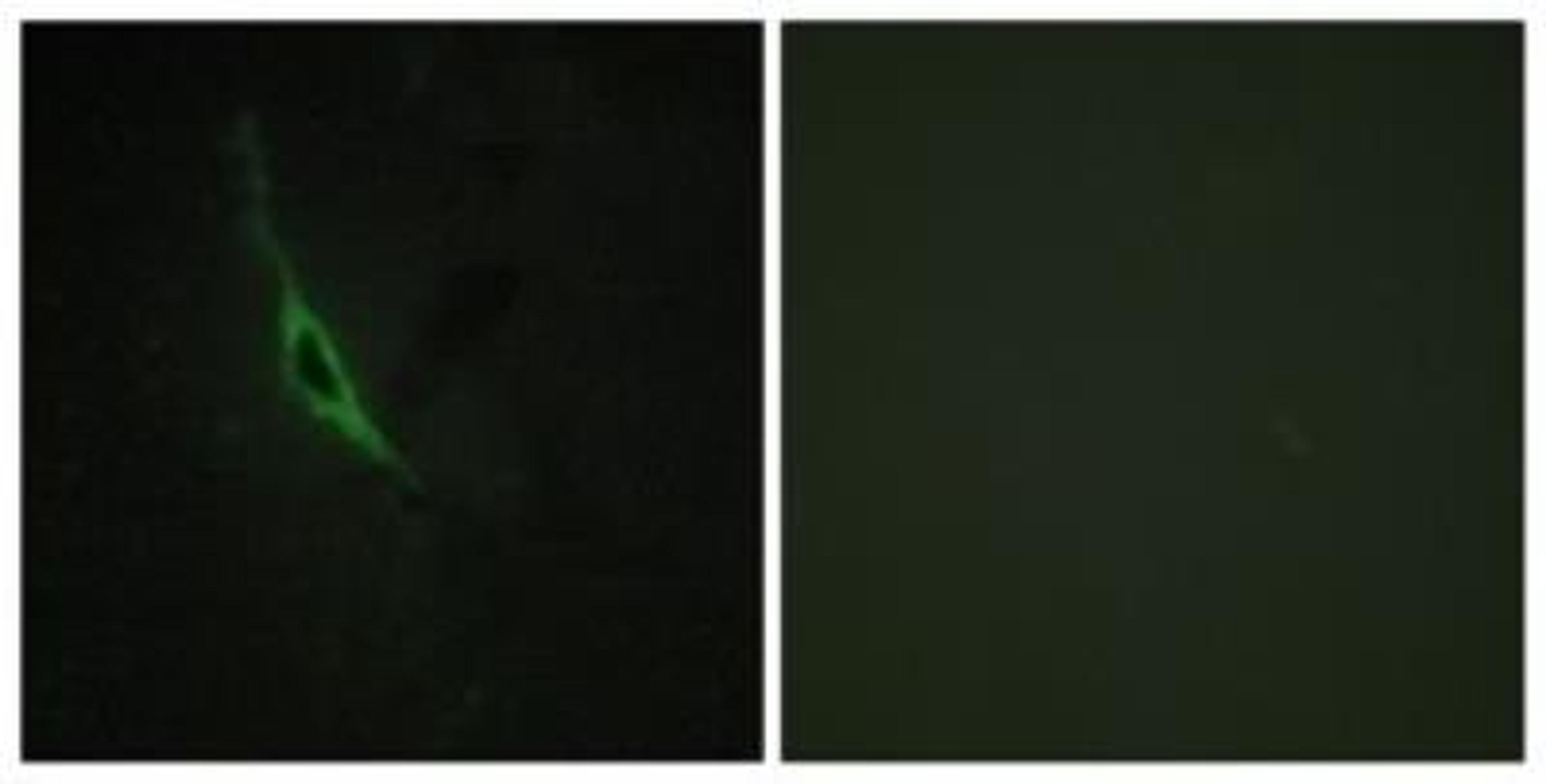 Immunocytochemistry/Immunofluorescence: Granzyme K Antibody [NBP1-66509] - Analysis of NIH-3T3 cells, using . The picture on the right is treated with the synthesized peptide.