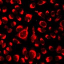 Immunofluorescent analysis of A549 cells using NLRC4 antibody