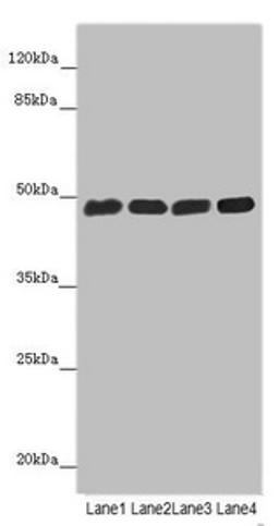 Western blot. All lanes: ST3GAL5 antibody at 4.8µg/ml. Lane 1: Hela whole cell lysate. Lane 2: 293T whole cell lysate. Lane 3: Jurkat whole cell lysate. Lane 4: U251 whole cell lysate. Secondary. Goat polyclonal to rabbit IgG at 1/10000 dilution. Predicted band size: 48, 46 kDa. Observed band size: 48 kDa