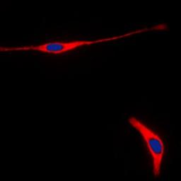 Immunofluorescense analysis of HeLa cells using RET antibody