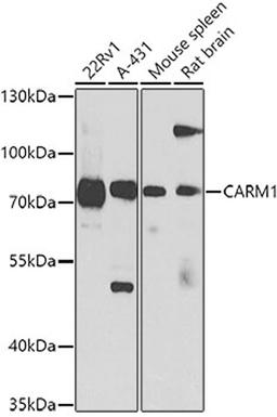 Western blot - CARM1 antibody (A2246)