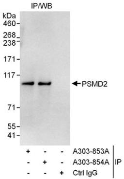 Detection of human PSMD2 by western blot of immunoprecipitates.