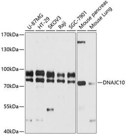 Western blot - DNAJC10 antibody (A12260)