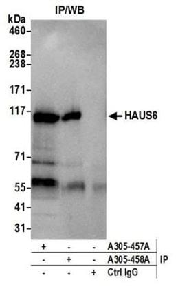 Detection of human HAUS6 by western blot of immunoprecipitates.