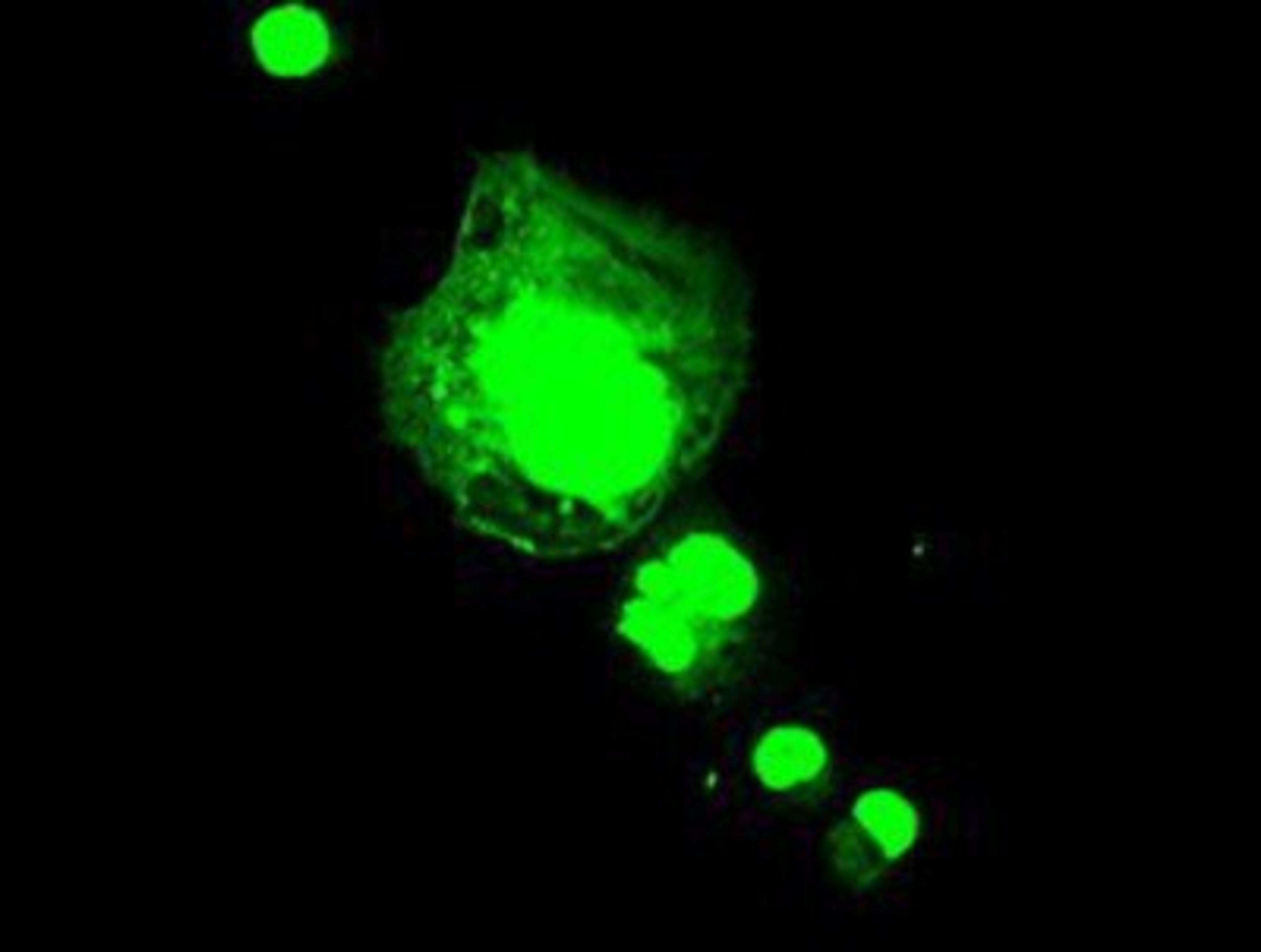 Immunocytochemistry/Immunofluorescence: FGF1 Antibody (4D2) [NBP1-47748] Staining of COS7 cells transiently transfected by pCMV6-ENTRY FGF1.