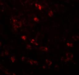 Immunocytochemistry/Immunofluorescence: CDC16 Antibody [NBP1-77155] - Immunofluorescence of APC6 in human liver tissue with APC6 antibody at 20 ug/mL.