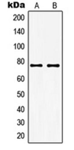 Western blot analysis of THP1 (Lane 1), KNRK (Lane 2) whole cell lysates using GUCY1A3 antibody