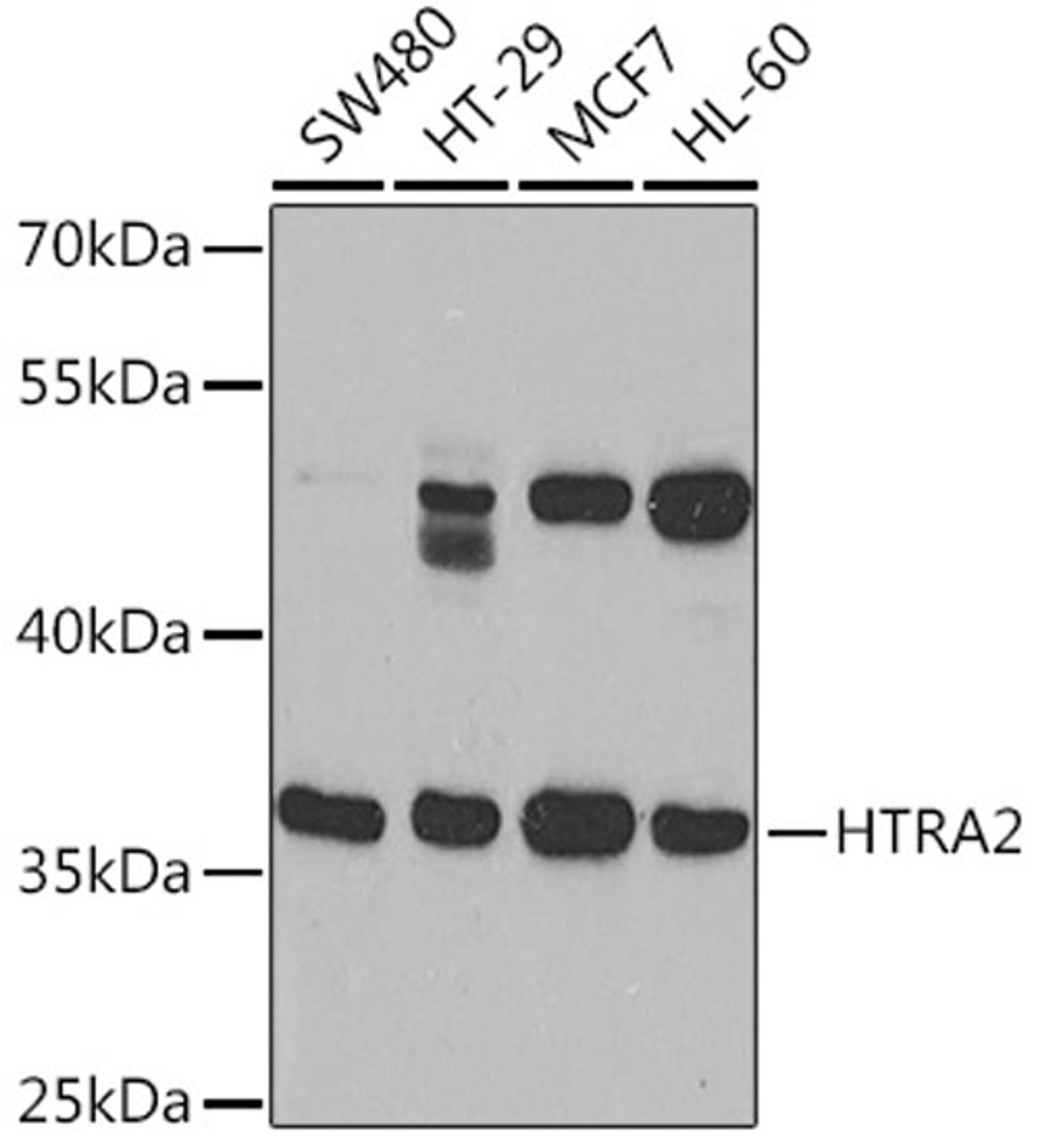 Western blot - HTRA2 Rabbit pAb (A14877)