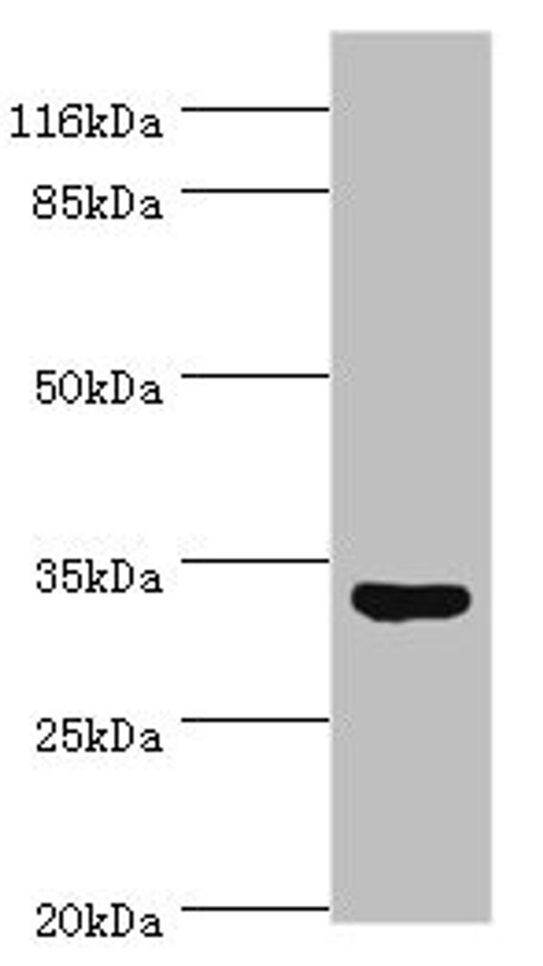 Western blot. All lanes: USF1 antibody at 2µg/ml + HepG2 whole cell lysate. Secondary. Goat polyclonal to rabbit IgG at 1/10000 dilution. Predicted band size: 34, 28 kDa. Observed band size: 34 kDa