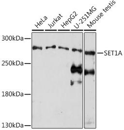 Western blot - SET1A Rabbit pAb (A18231)