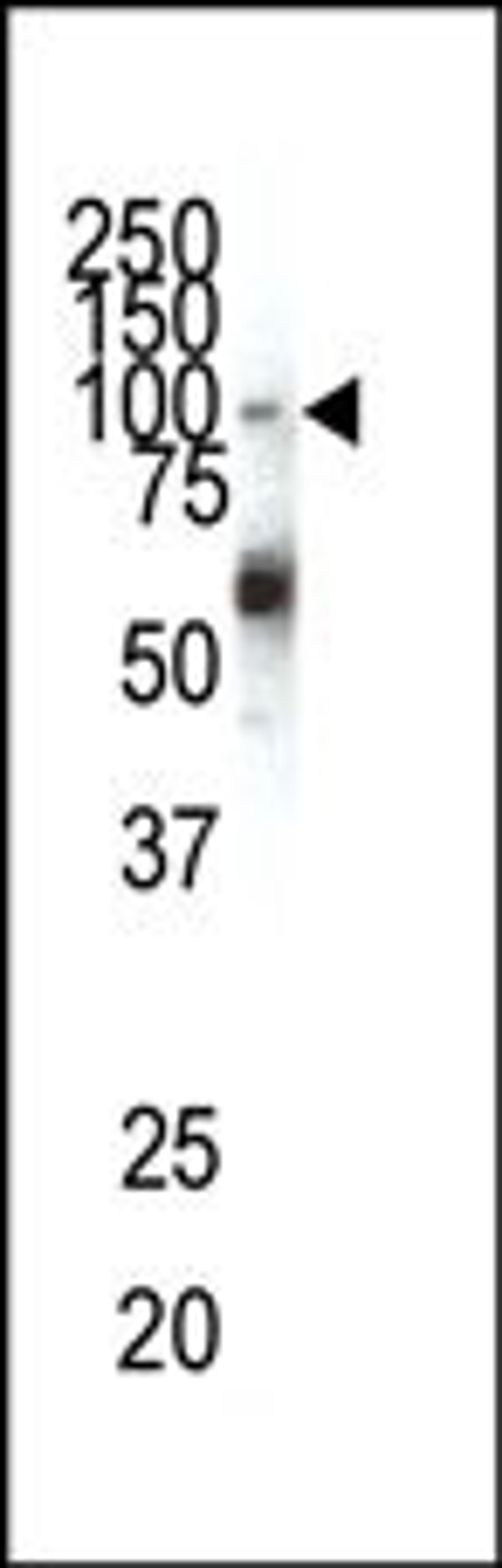 Western blot analysis of anti-EphA1 N-term Pab in HeLa cell lysate