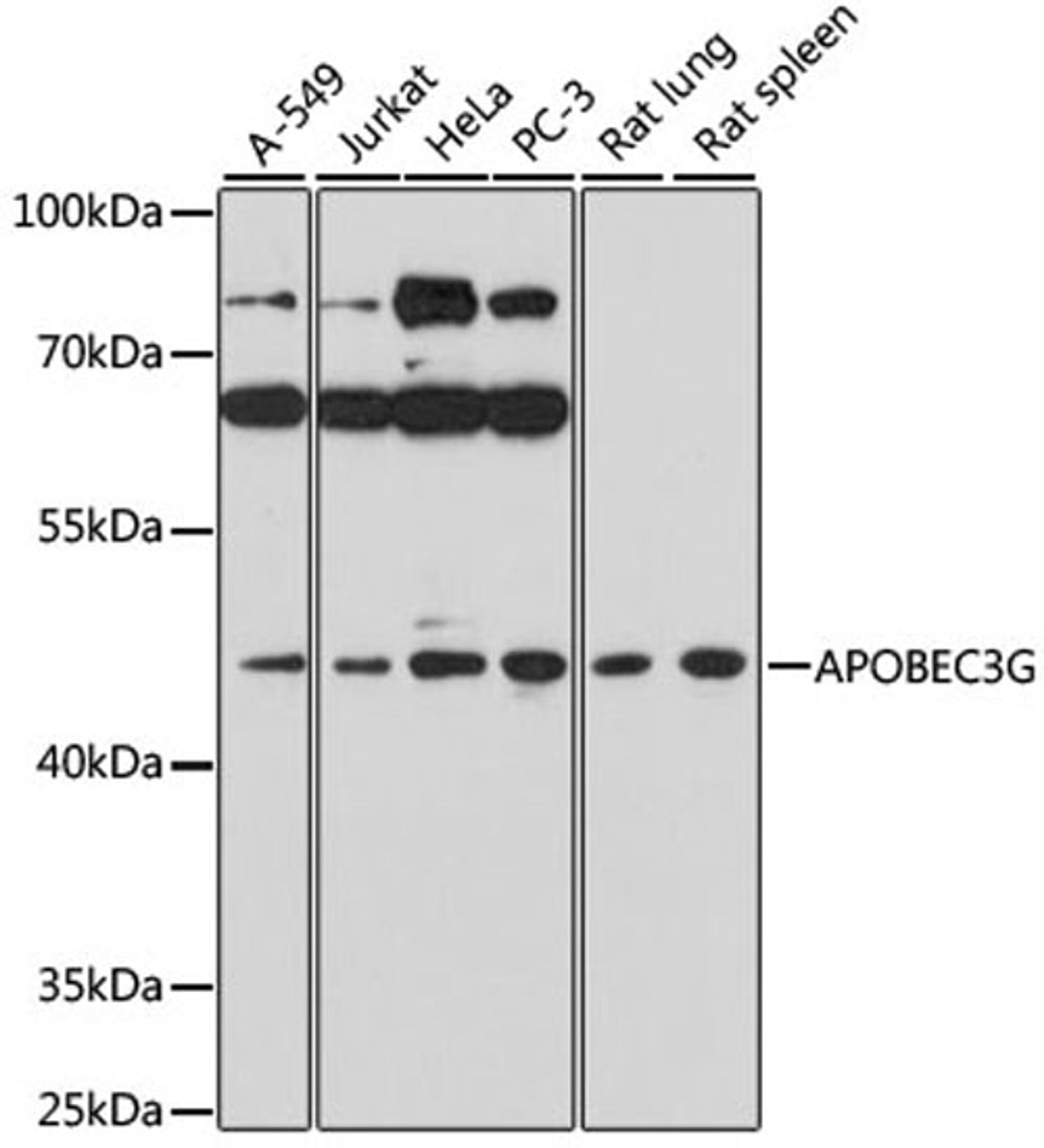 Western blot - APOBEC3G antibody (A1459)