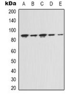 Western blot analysis of Hela (Lane 1), MCF7 (Lane 2), NIH3T3 (Lane 3), mouse kidney (Lane 4), rat liver (Lane 5) whole cell lysates using FAP alpha antibody