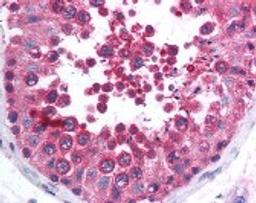 Immunohistochemistry staining of protein phosphatase 6 in testis tissue using protein phosphatase 6 Antibody.