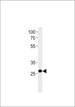 Western blot analysis in U-937 cell line lysates (35ug/lane).