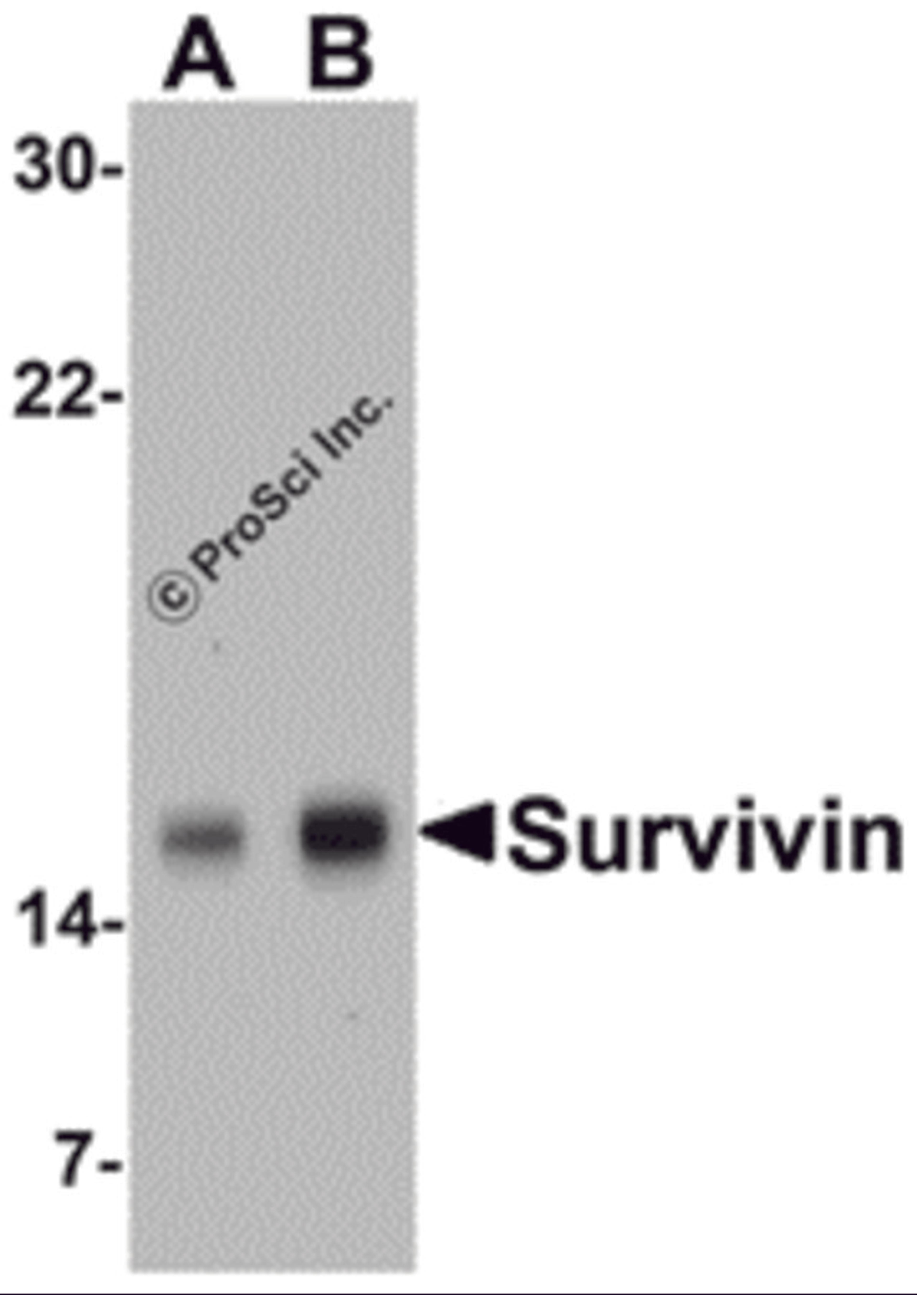 Western blot analysis of Survivin in MOLT4 cell lysate with Survivin antibody at (A) 1 and (B) 2 &#956;g/mL. 