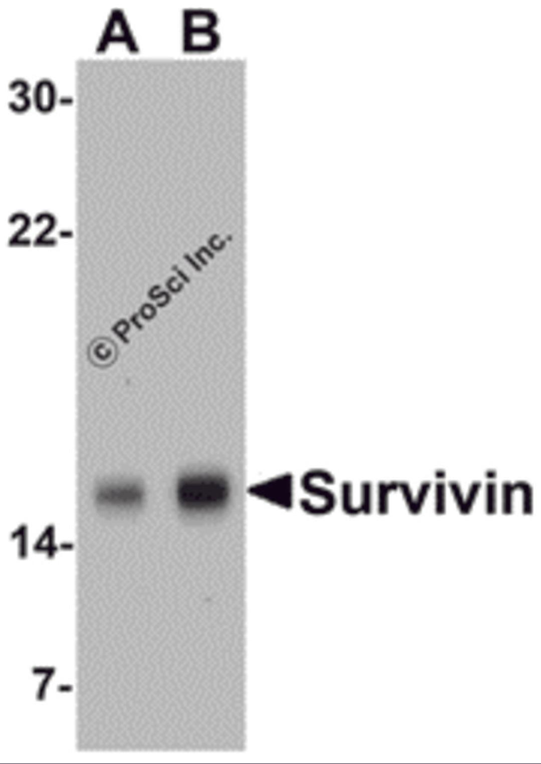 Western blot analysis of Survivin in MOLT4 cell lysate with Survivin antibody at (A) 1 and (B) 2 μg/mL.