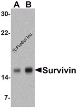 Western blot analysis of Survivin in MOLT4 cell lysate with Survivin antibody at (A) 1 and (B) 2 μg/mL.