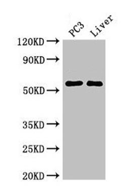 Western Blot. Positive WB detected in: PC-3 whole cell lysate, Mouse liver tissue. All lanes: FARSB antibody at 2.7µg/ml. Secondary. Goat polyclonal to rabbit IgG at 1/50000 dilution. Predicted band size: 67, 55 kDa. Observed band size: 55 kDa