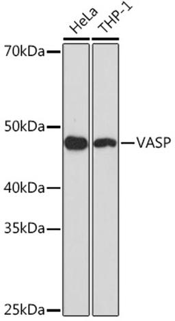 Western blot - VASP Rabbit mAb (A8862)