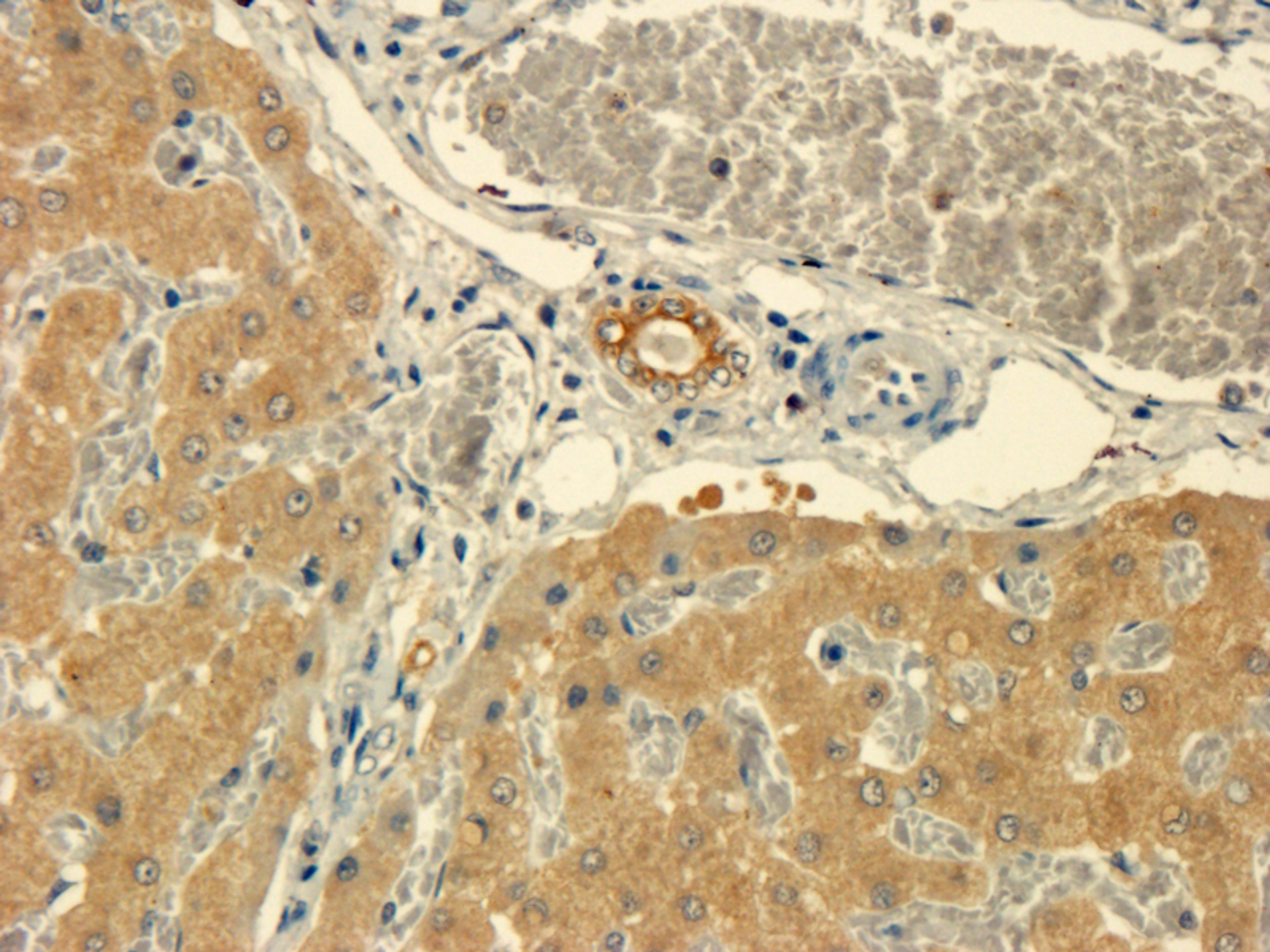 Immunohistochemical staining of pig liver tissue using anti-TNF-alpha (dilution of primary antibody - 1:100)