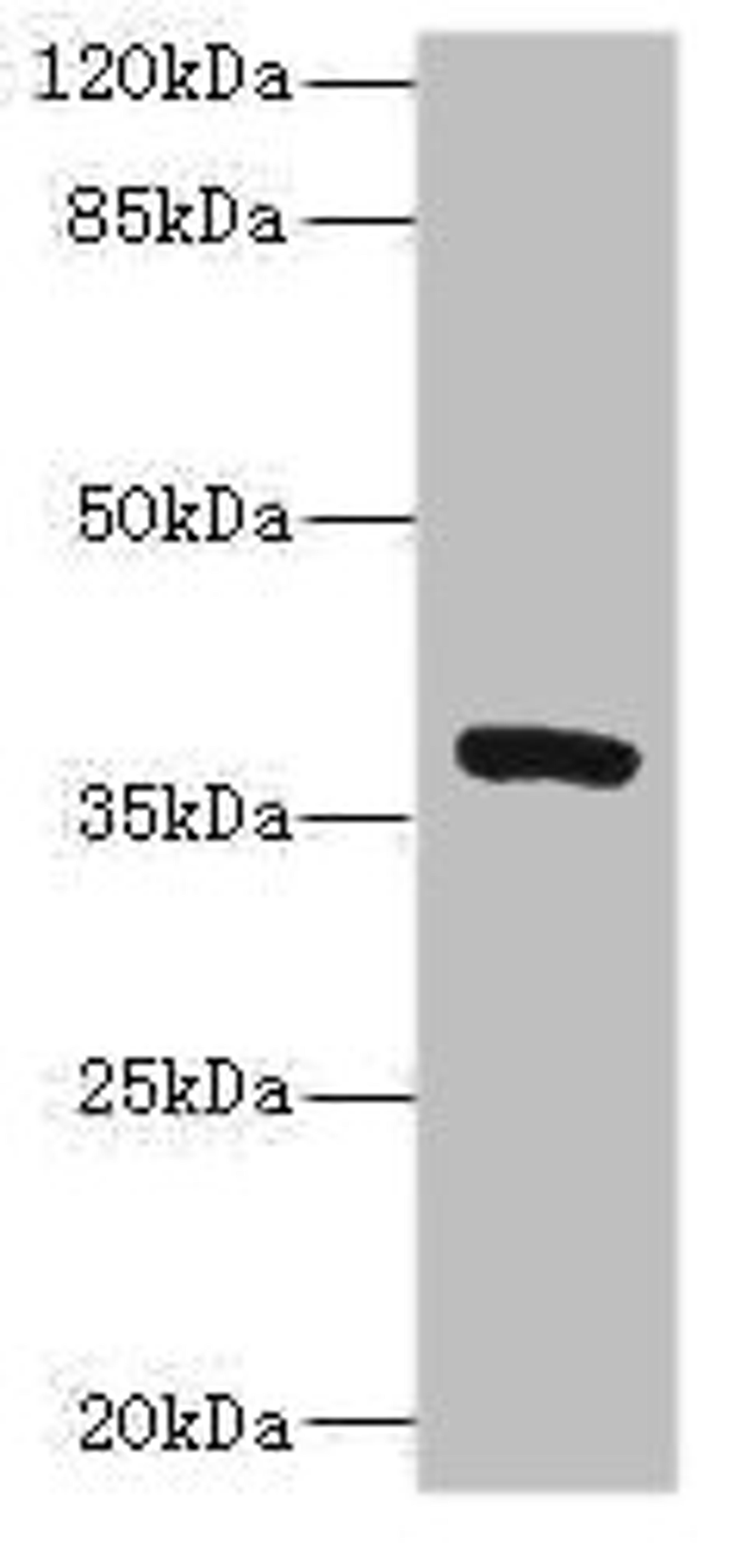 Western blot. All lanes: TMEM64 antibody at 8µg/ml + Mouse brain tissue. Secondary. Goat polyclonal to rabbit IgG at 1/10000 dilution. Predicted band size: 40, 13, 15, 34 kDa. Observed band size: 40 kDa