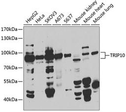 Western blot - TRIP10 antibody (A7038)