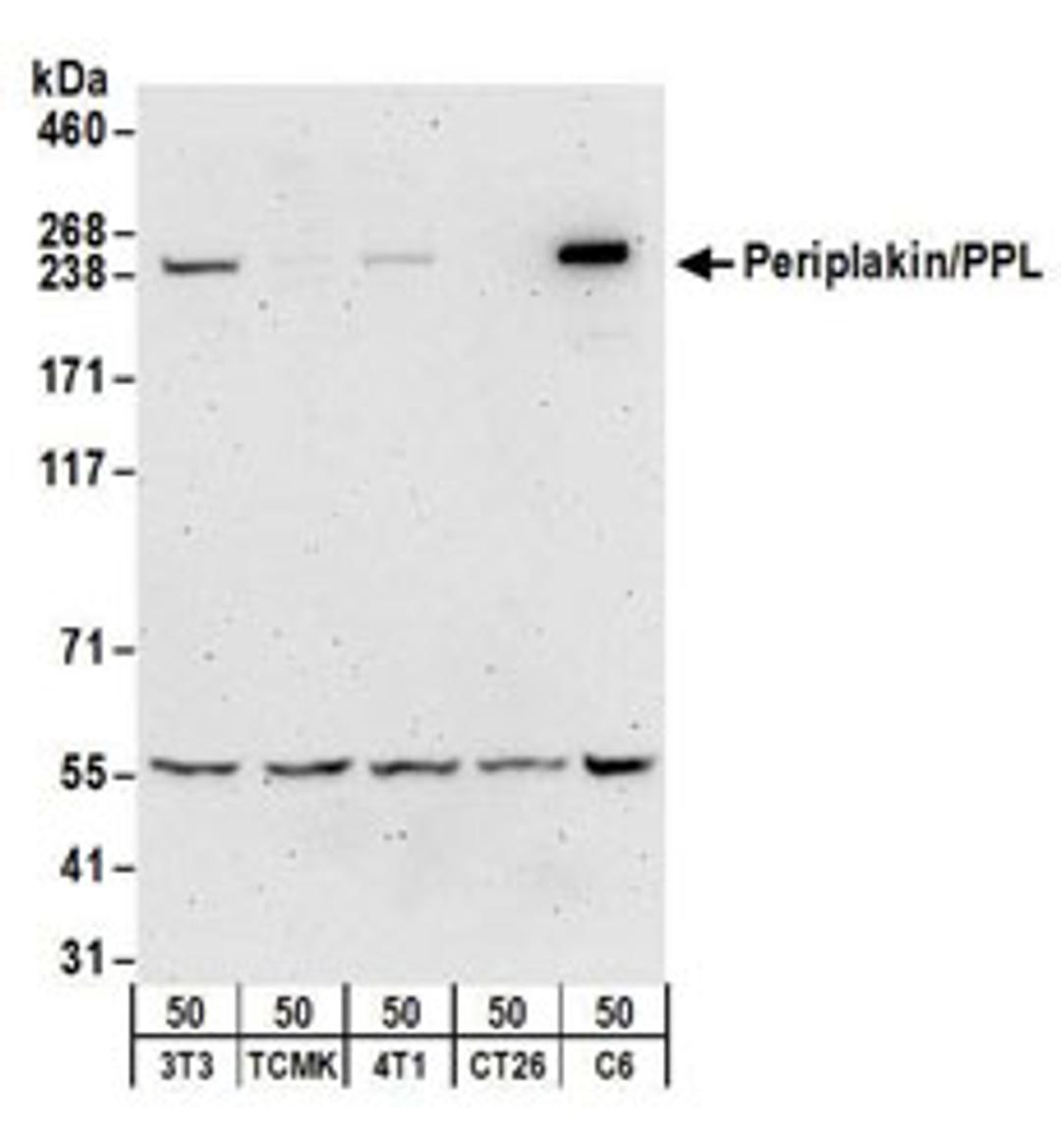 Detection of mouse and rat Periplakin/PPL by western blot.