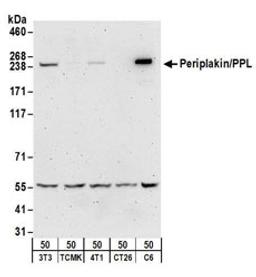 Detection of mouse and rat Periplakin/PPL by western blot.