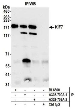 Detection of human KIF7 by western blot of immunoprecipitates.