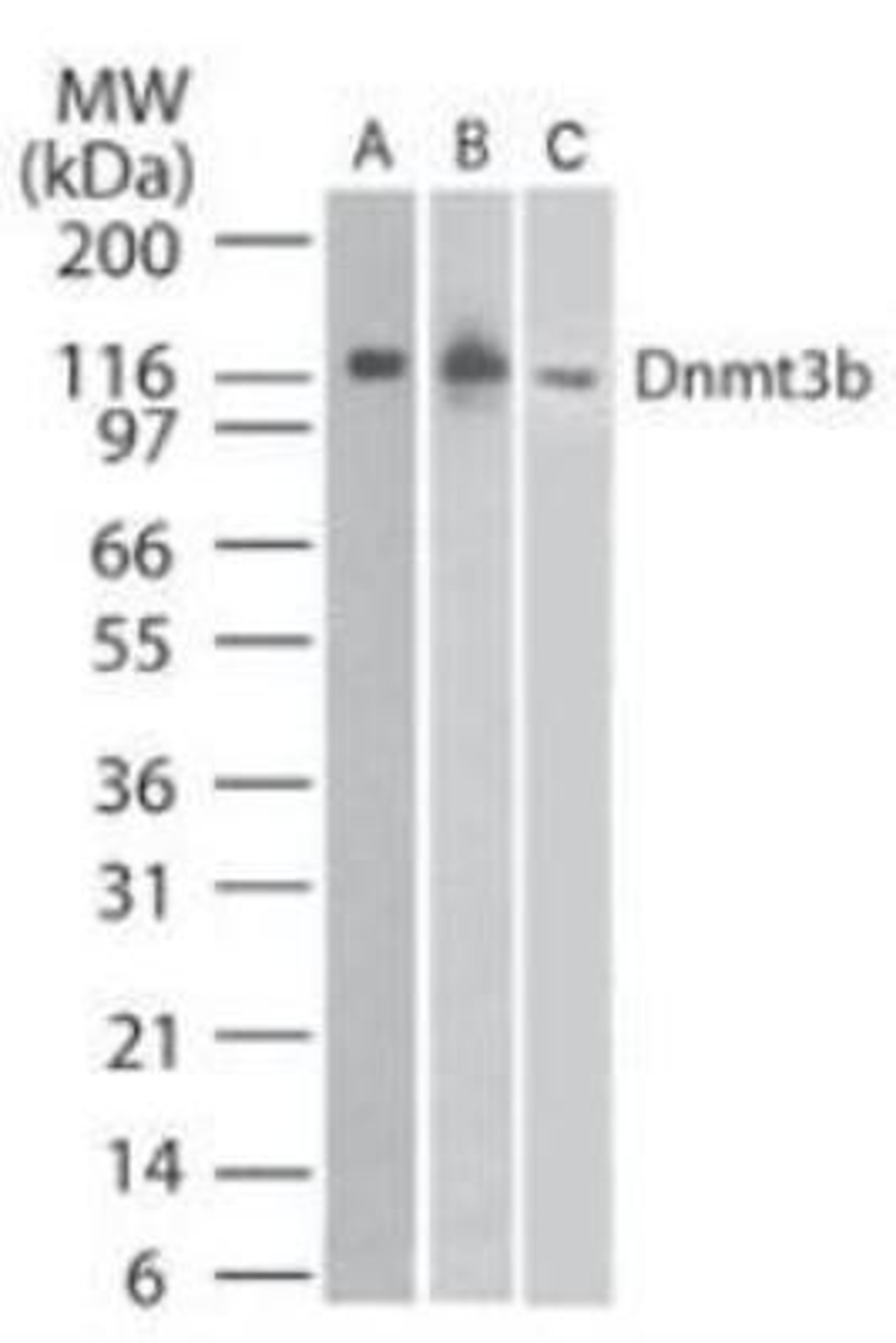 Western Blot: Dnmt3b Antibody (52A1018) [NB100-56514] - Analysis of Dnmt3b in A) NIH 3T3 cell lysate, B) recombinant Dnmt3b1 protein (NB100-56514), and C) 2102Ep human embryonal carcinoma cell lysate using NB100-56514 at 4 ug/ml, 0.5 ug/ml, and 3 ug/ml respectively.