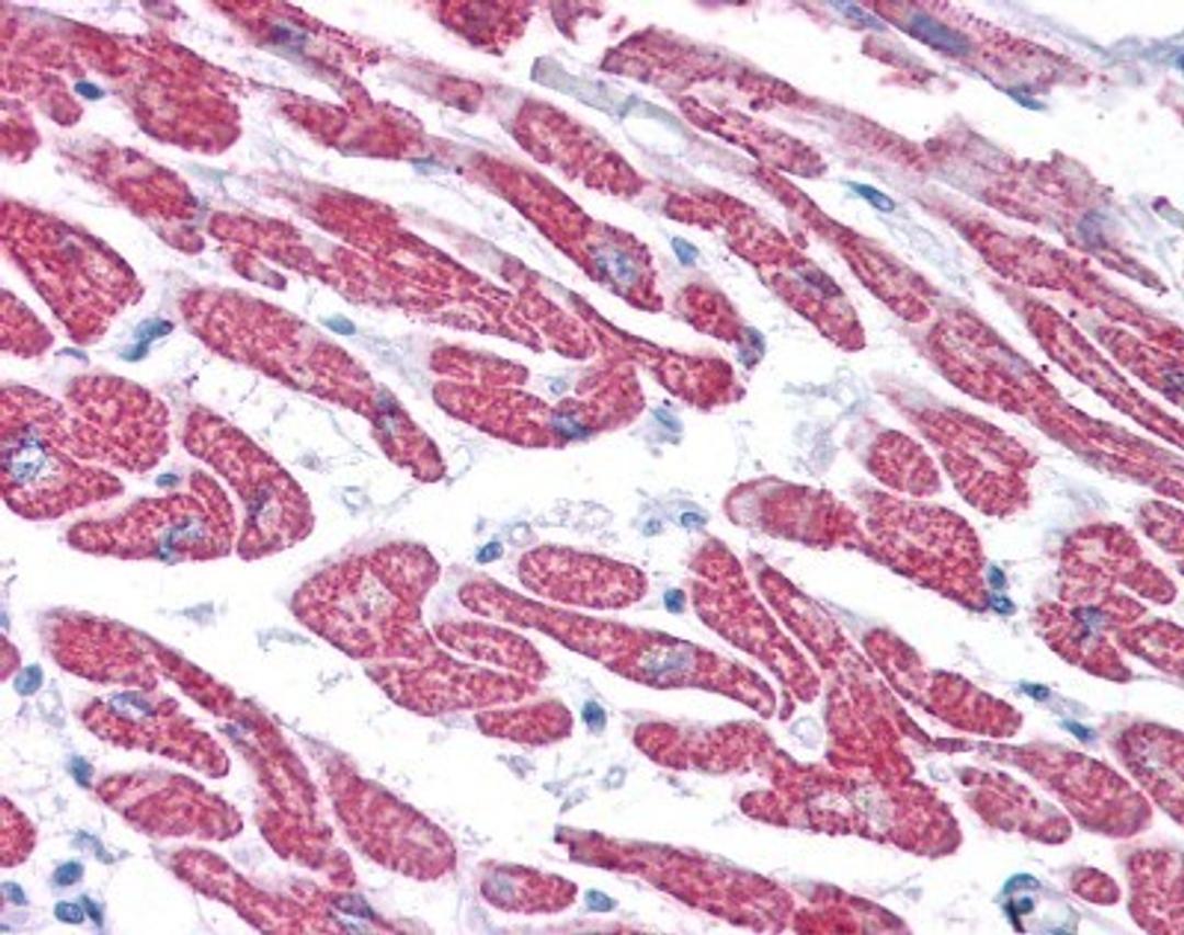 Immunohistochemistry-Paraffin: Glutathione Peroxidase 4/GPX4 Antibody [NBP1-54691] - Human Heart Tissue, antibody concentration 5 ug/ml.