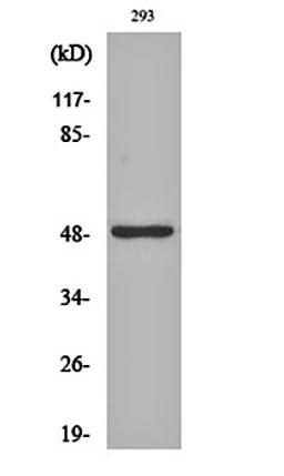 Western blot analysis of 293 cell lysates using Neuro D2 antibody