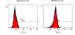 Flow Cytometry: LC3/MAP1LC3A Antibody [NBP1-19167] - Staining of NTERA-2 cells using NBP1-19167 at a 1:50 dilution detected using Dylight-488 conjugated goat anti-rabbit IgG secondary antibody.