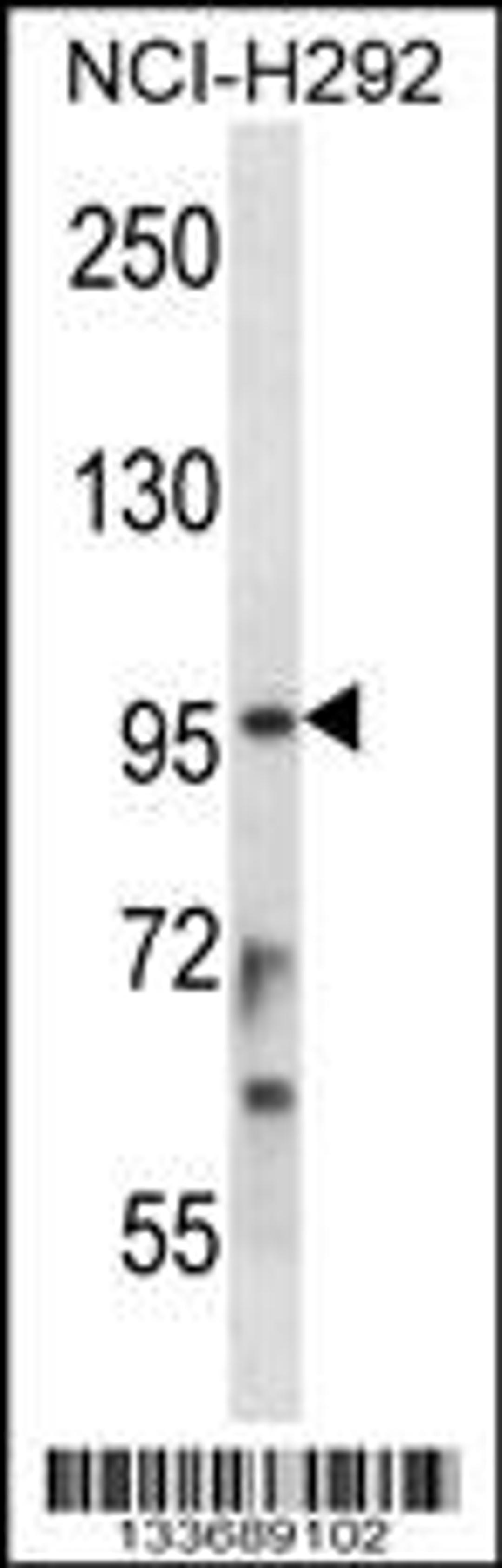 Western blot analysis in NCI-H292 cell line lysates (35ug/lane).