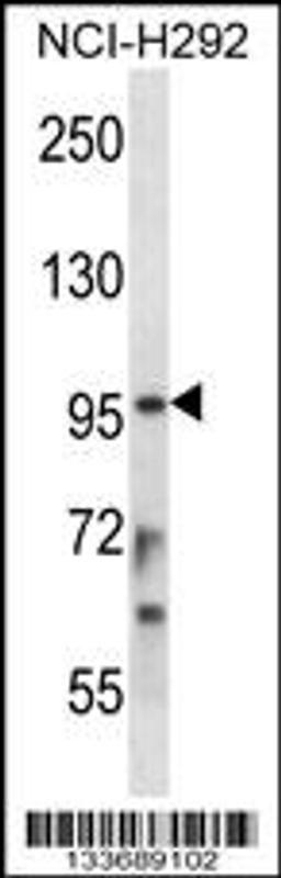 Western blot analysis in NCI-H292 cell line lysates (35ug/lane).