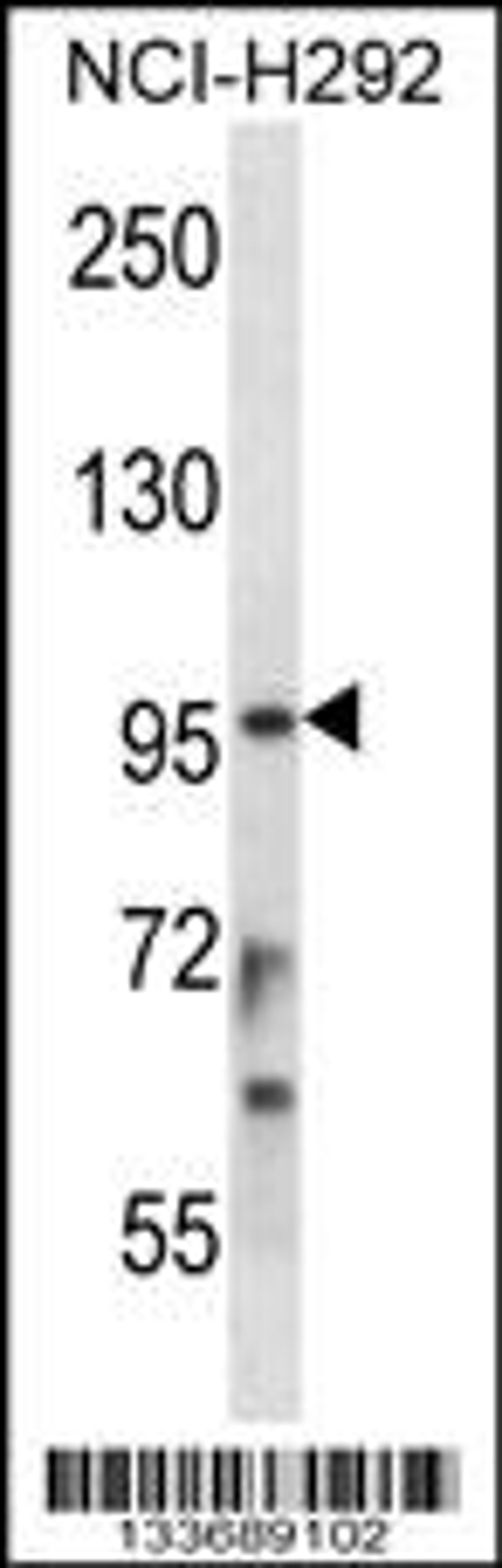 Western blot analysis in NCI-H292 cell line lysates (35ug/lane).