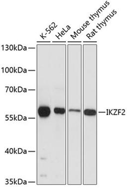 Western blot - IKZF2 antibody (A12265)