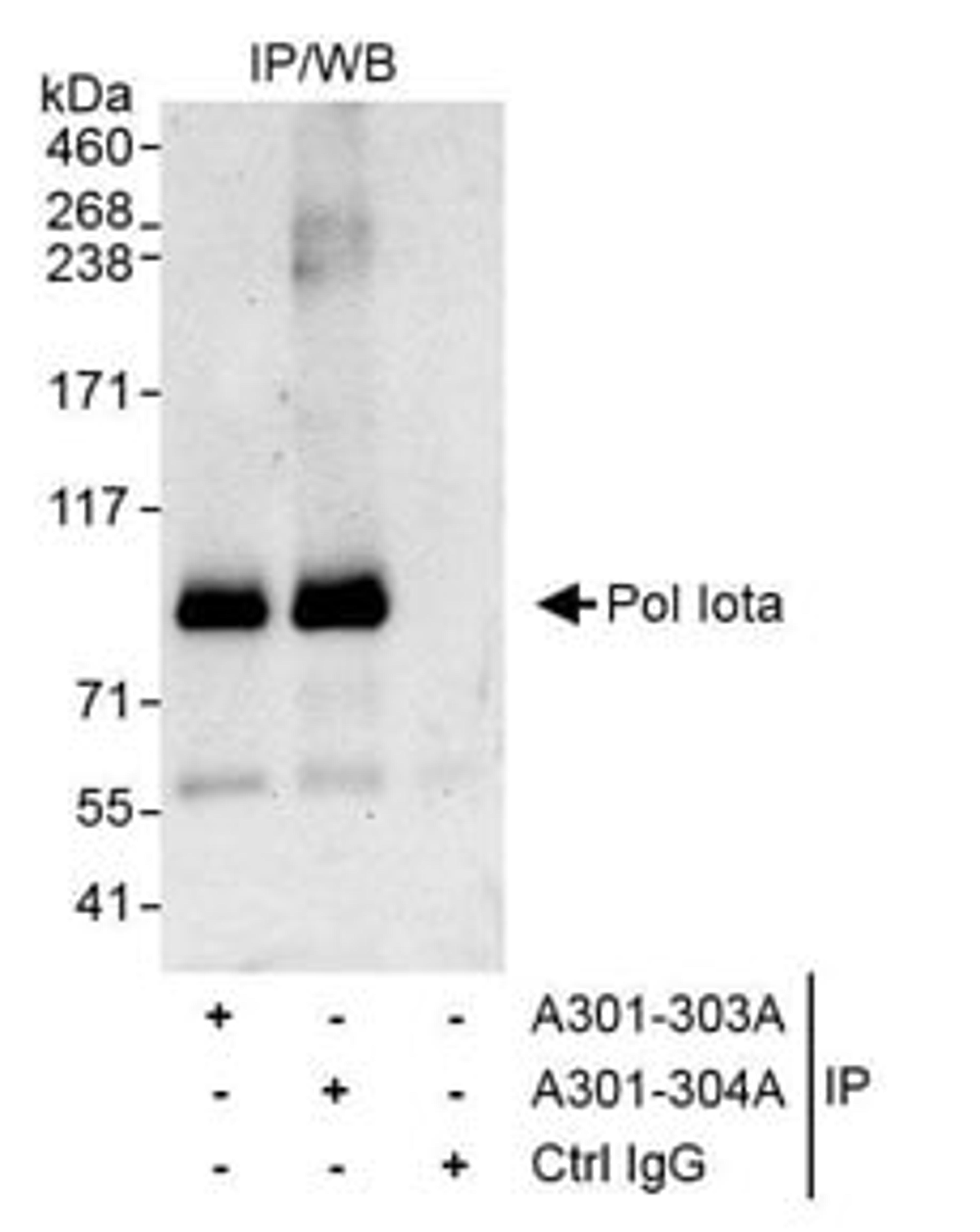 Detection of human Pol Iota by western blot of immunoprecipitaes.