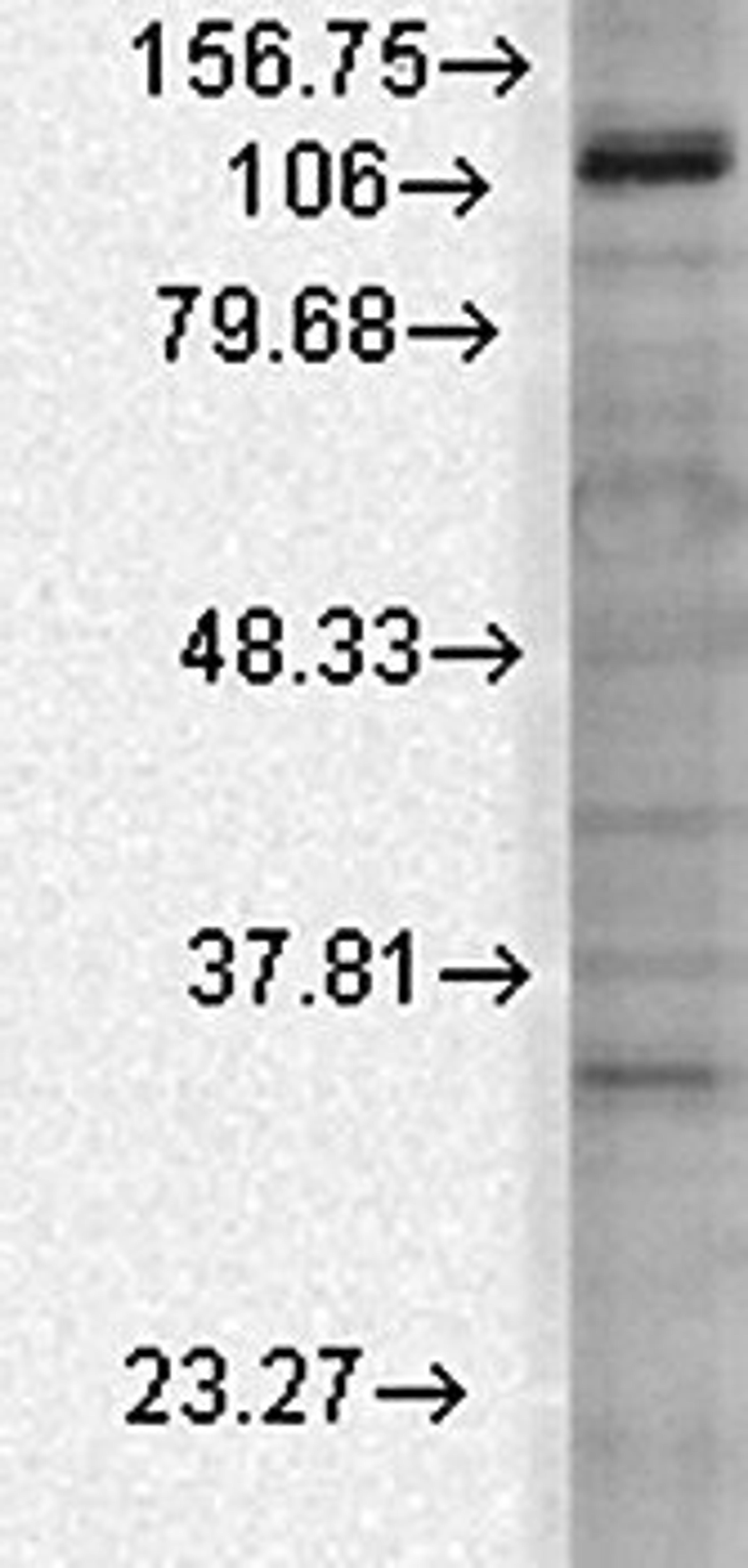 Western blot analysis of rat brain membrane lysates using Slo3 antibody