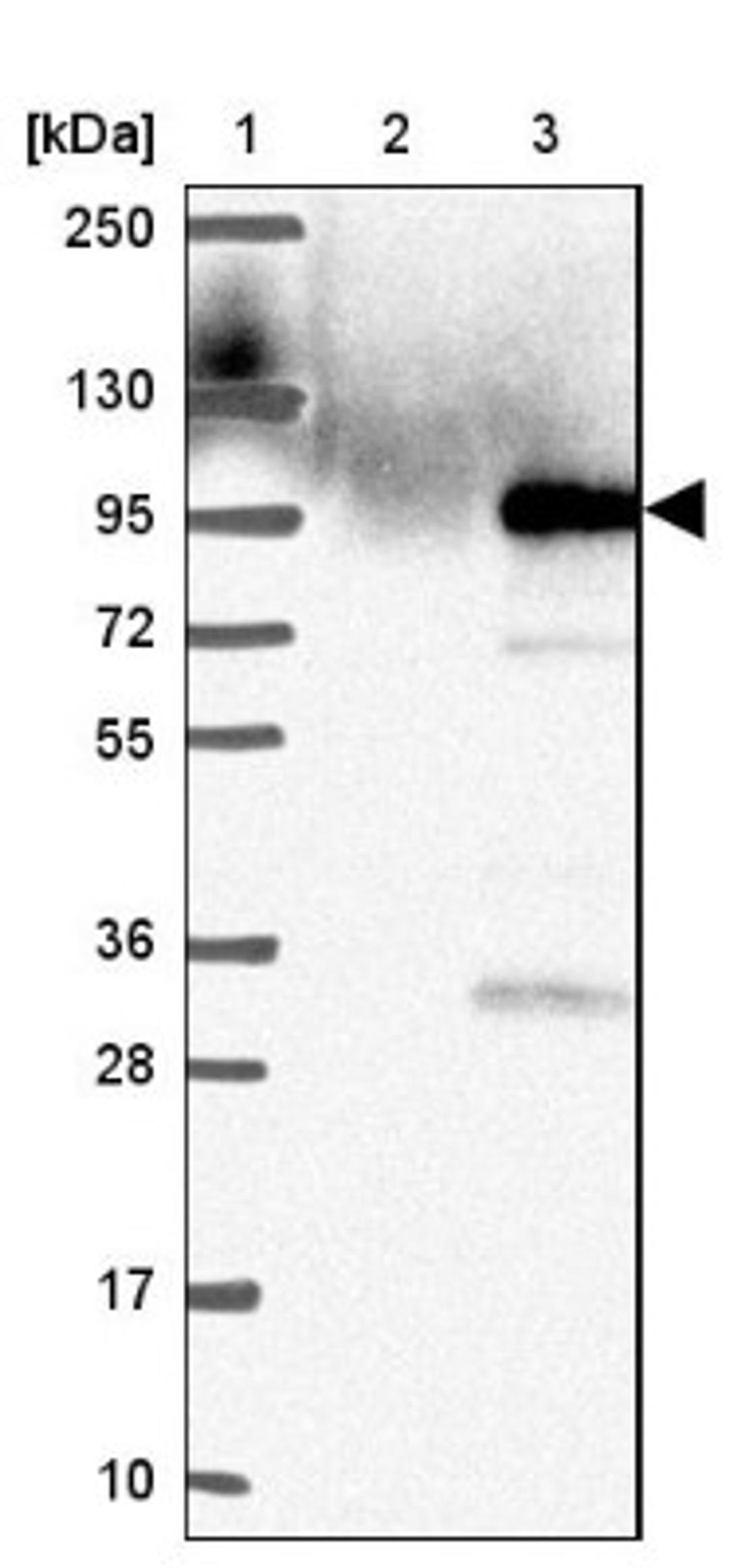 Western Blot: C19orf21 Antibody [NBP2-38955] - Lane 1: Marker [kDa] 250, 130, 95, 72, 55, 36, 28, 17, 10<br/>Lane 2: Negative Control<br/>Lane 3: LY406598