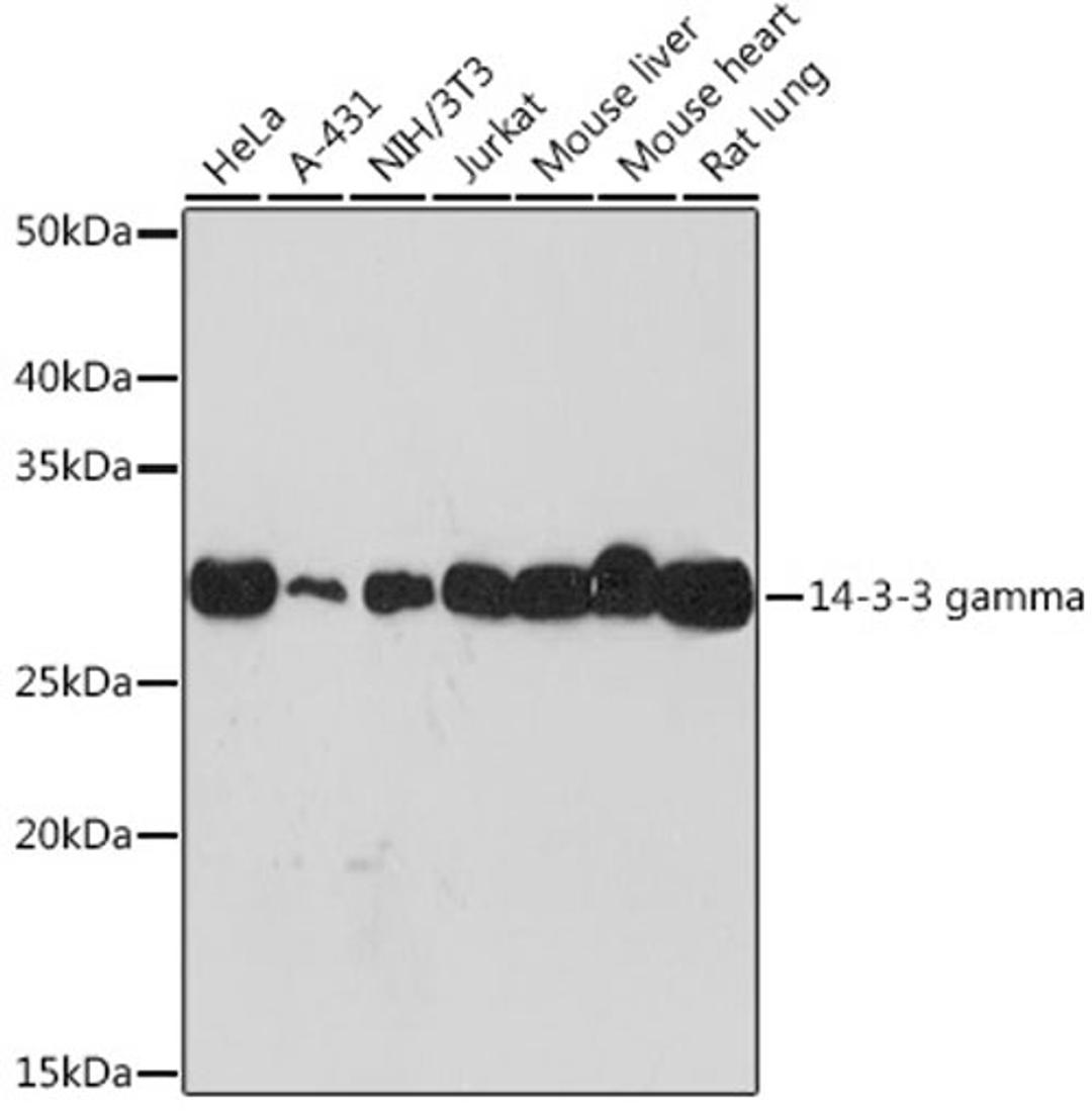 Western blot - 14-3-3 gamma Rabbit mAb (A9162)