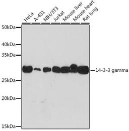 Western blot - 14-3-3 gamma Rabbit mAb (A9162)