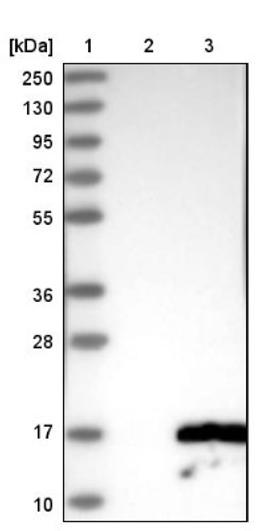 Western Blot: ACYP2 Antibody [NBP1-86308] - Lane 1: Marker [kDa] 250, 130, 95, 72, 55, 36, 28, 17, 10<br/>Lane 2: Negative control (vector only transfected HEK293T lysate)<br/>Lane 3: Over-expression lysate (Co-expressed with a C-terminal myc-DDK tag (~3.1 kDa) in mammalian HEK293T cells, LY408599)