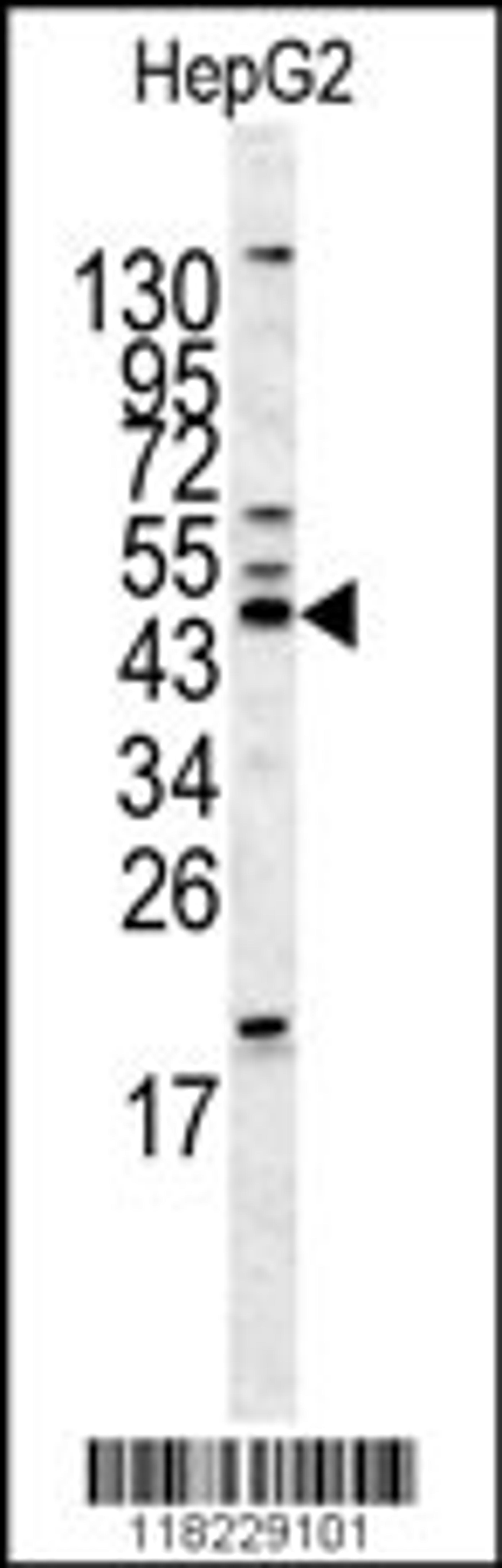 Western blot analysis of HOMER1 antibody in HepG2 cell line lysates (35ug/lane)