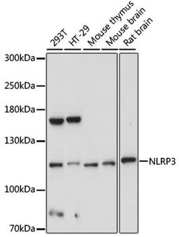 Western blot - NLRP3 antibody (A5652)